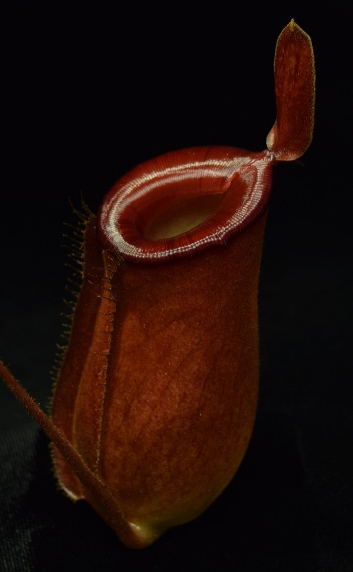 Tropical Pitcher Plant - Nepenthes Lady Luck – Divide And Culture