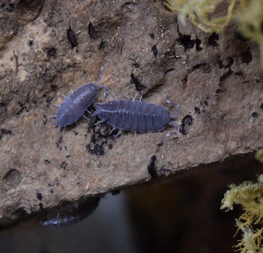Powder Blue Isopods (Porcellio Pruinosus) – WestCoastRoaches LLC